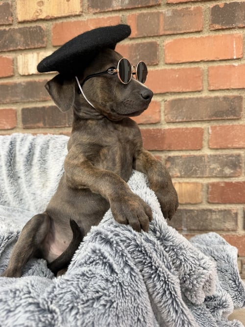 FELIX - Cane Corso Mastiff available for adoption