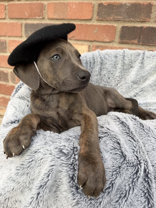 FELIX - Cane Corso Mastiff available for adoption