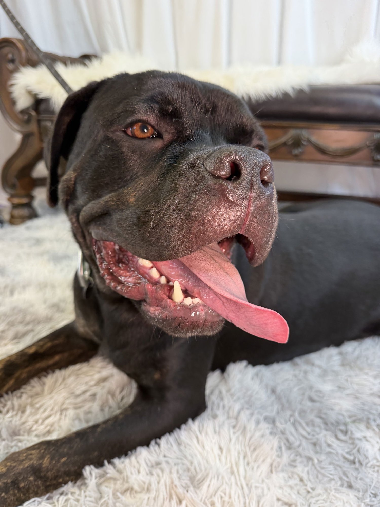 ROBBY - Cane Corso Mastiff available for adoption