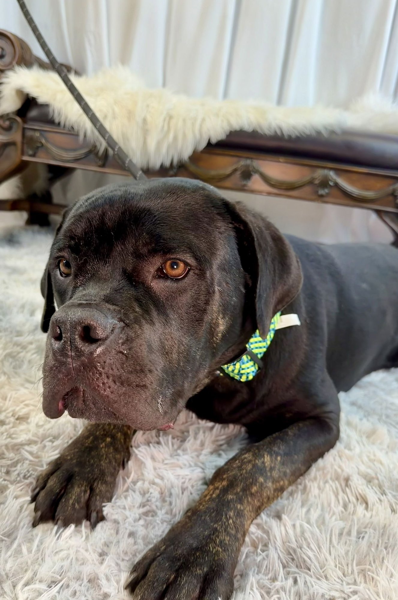 ROBBY - Cane Corso Mastiff available for adoption