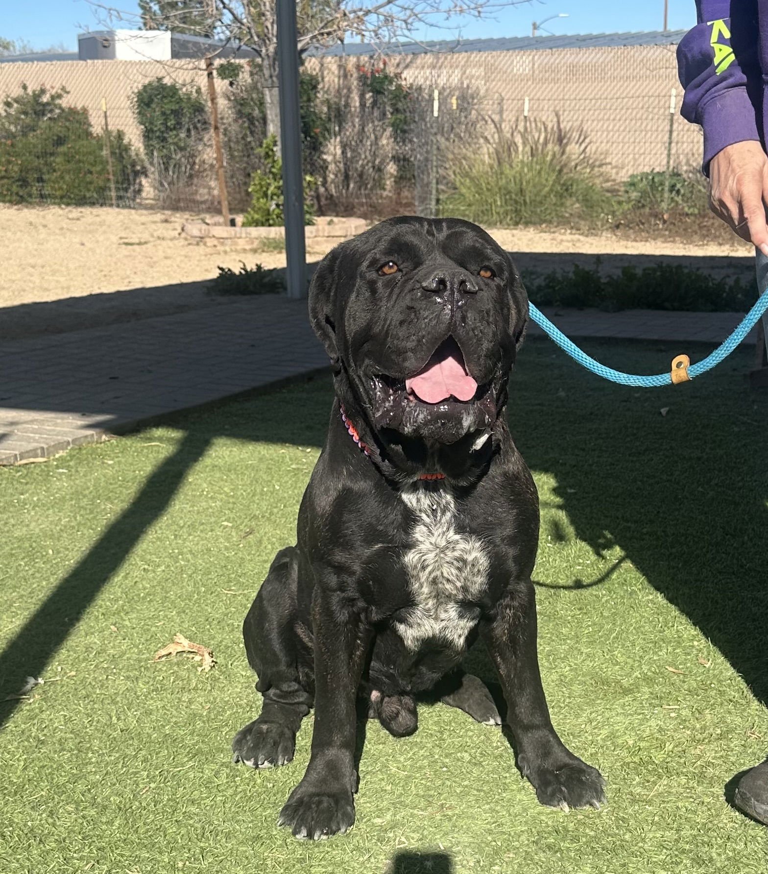 ASCI - Cane Corso Mastiff available for adoption