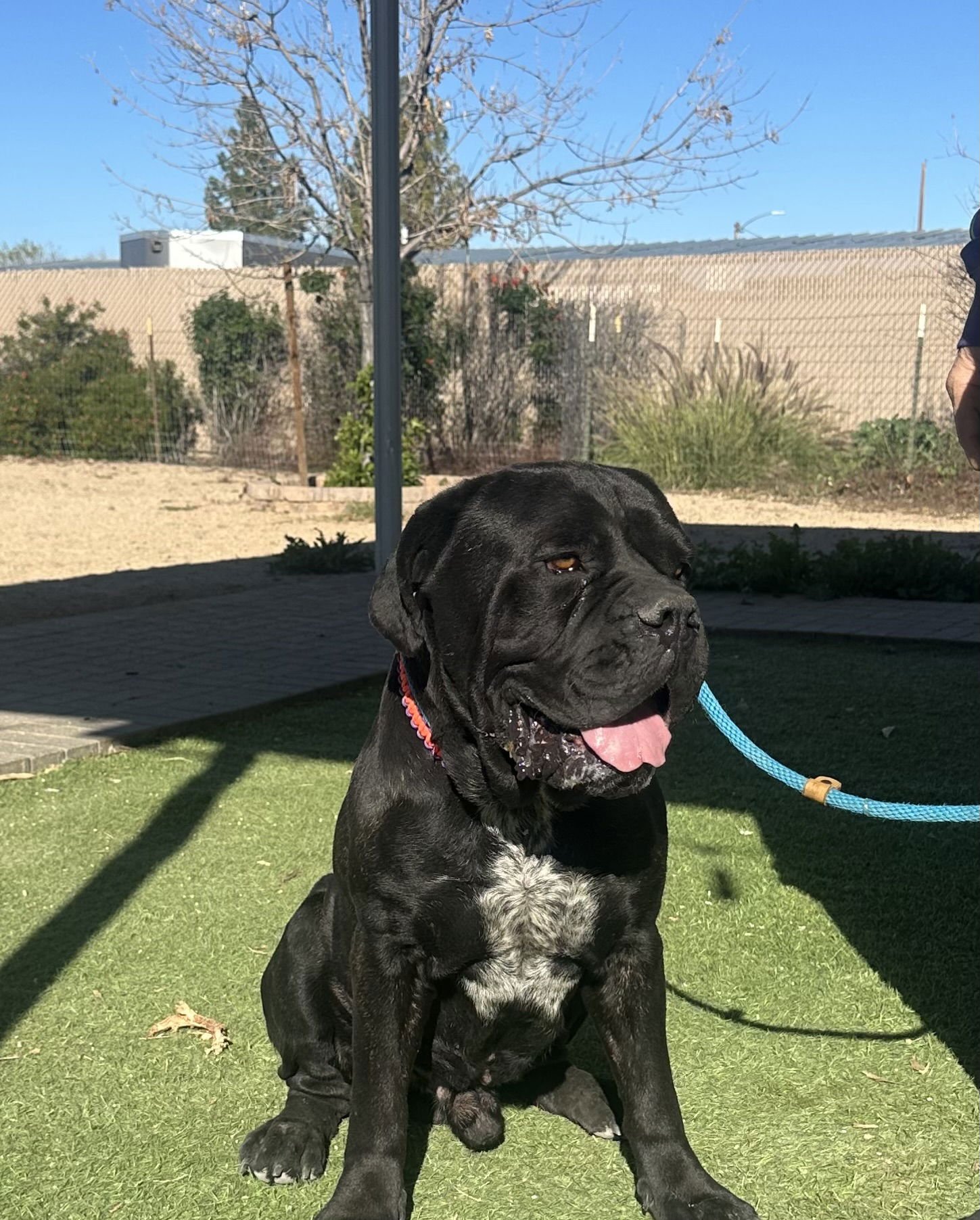 ASCI - Cane Corso Mastiff available for adoption