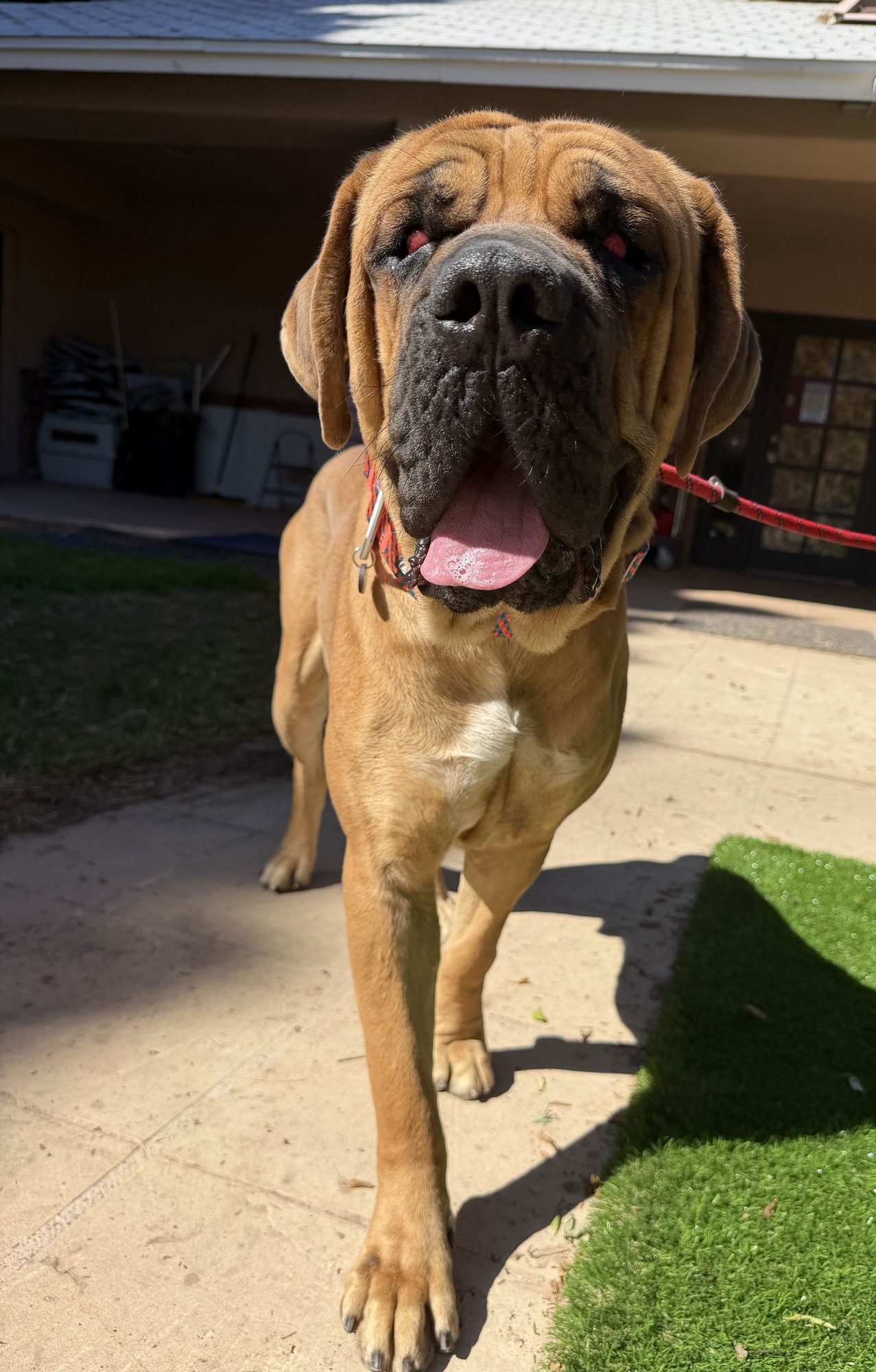 MOJO - Mastiff available for adoption