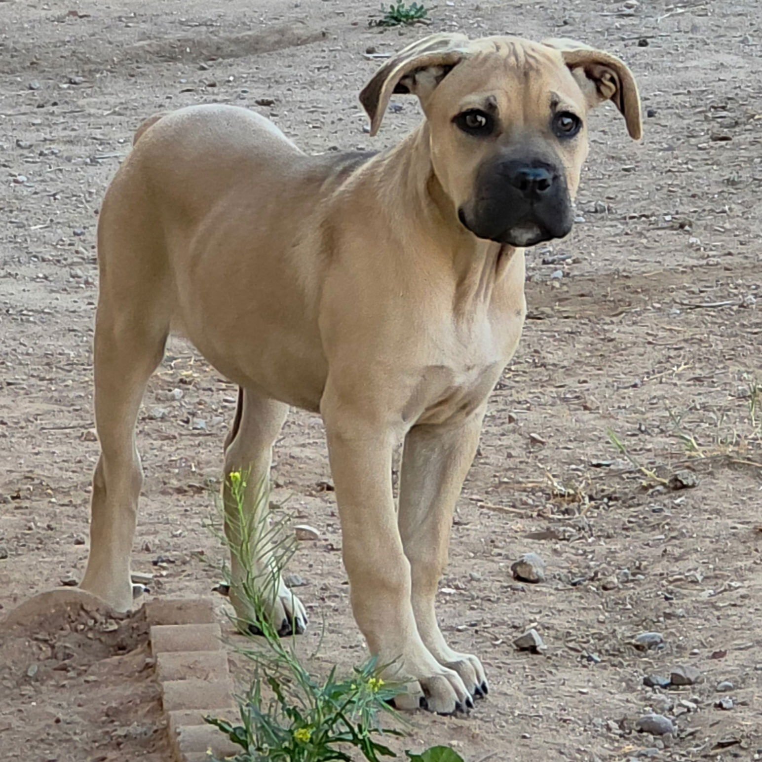 DELILAH- ADOPTED - Cane Corso Mastiff available for adoption