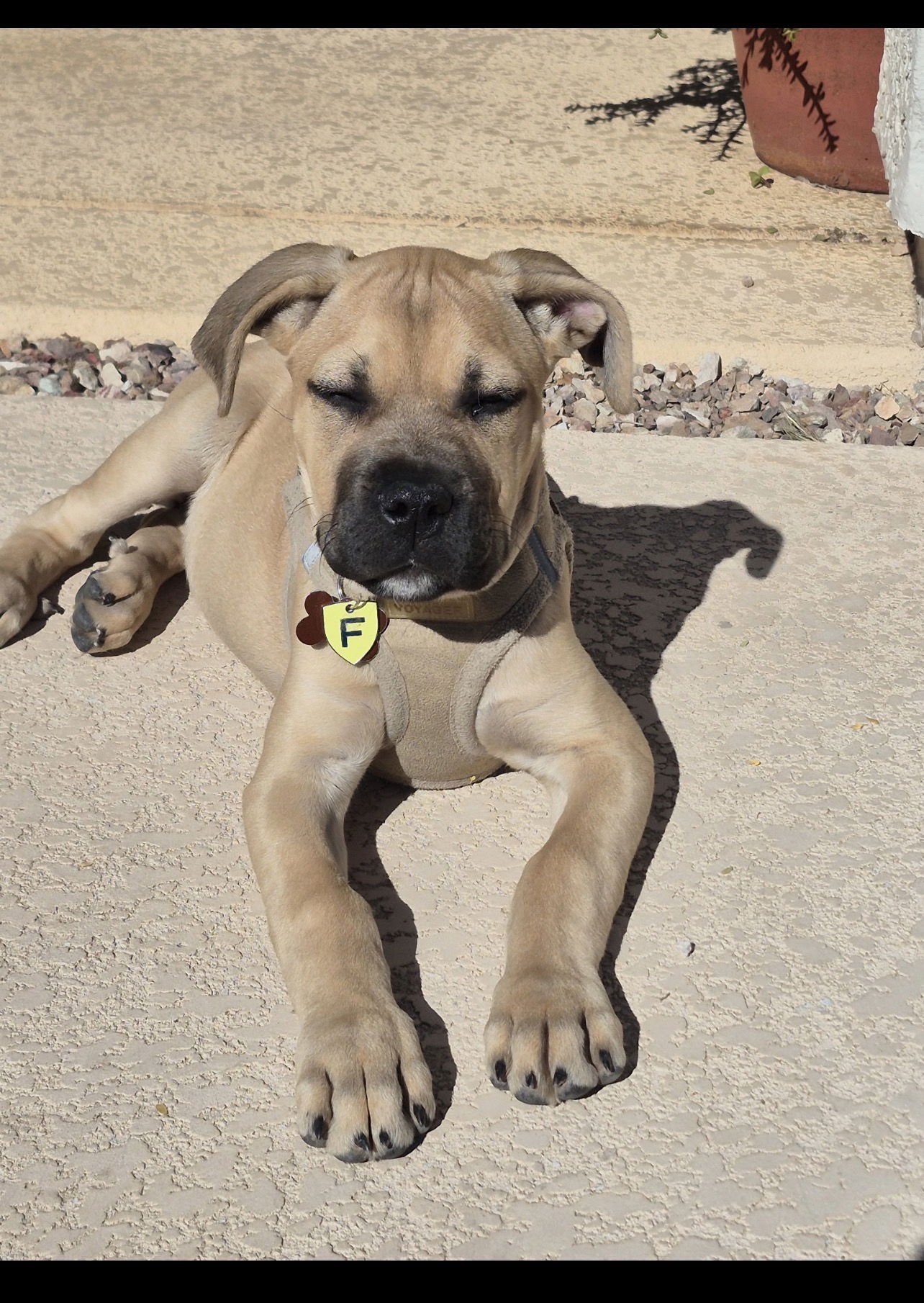 DELILAH- ADOPTED - Cane Corso Mastiff available for adoption