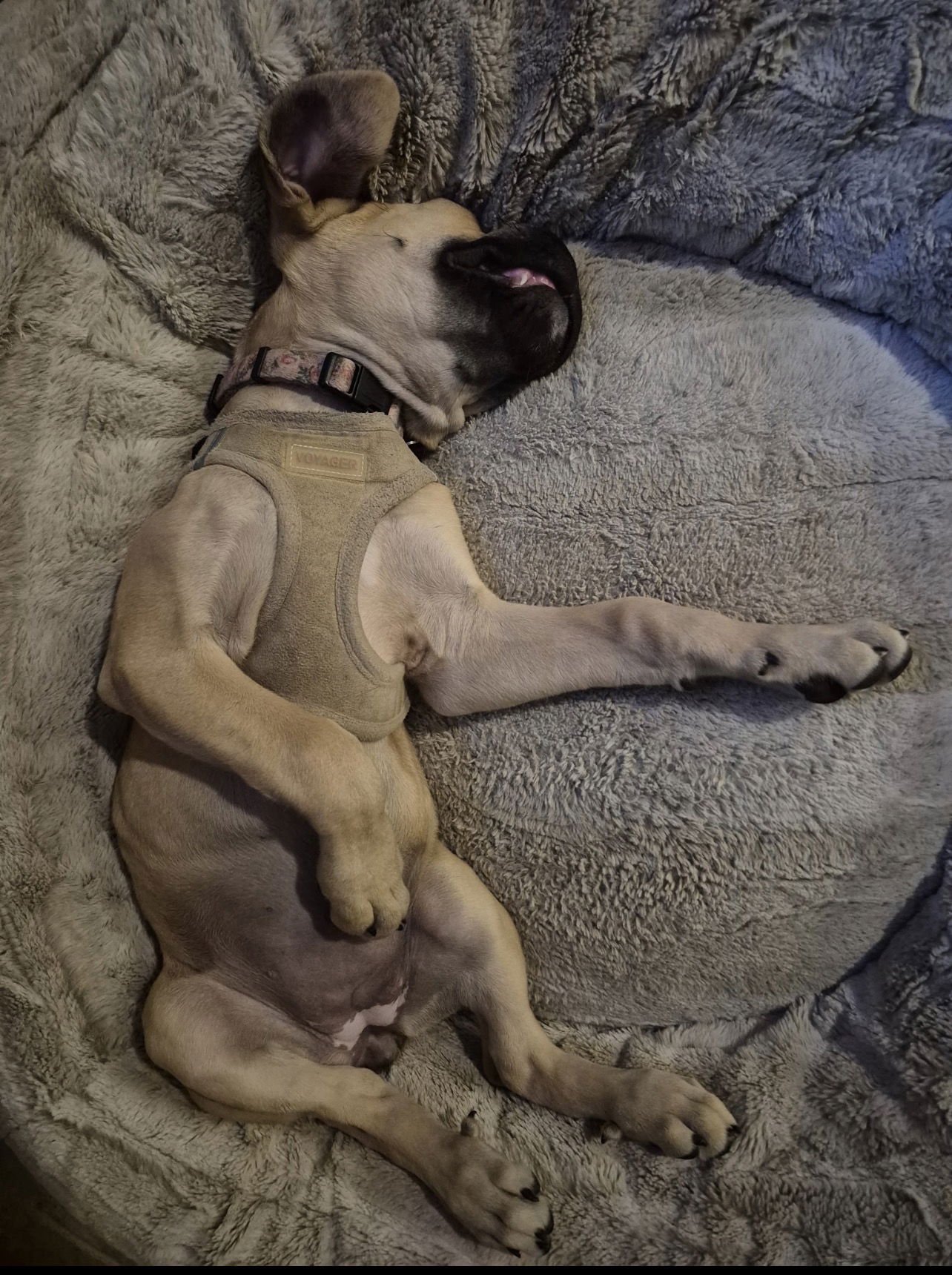 Delilah- adopted - Photo 3