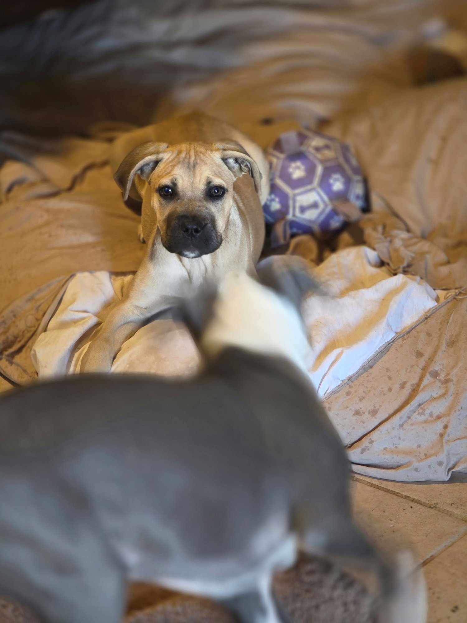 Delilah- adopted - Photo 5