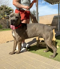 James Dean - ADOPTED - Photo 2