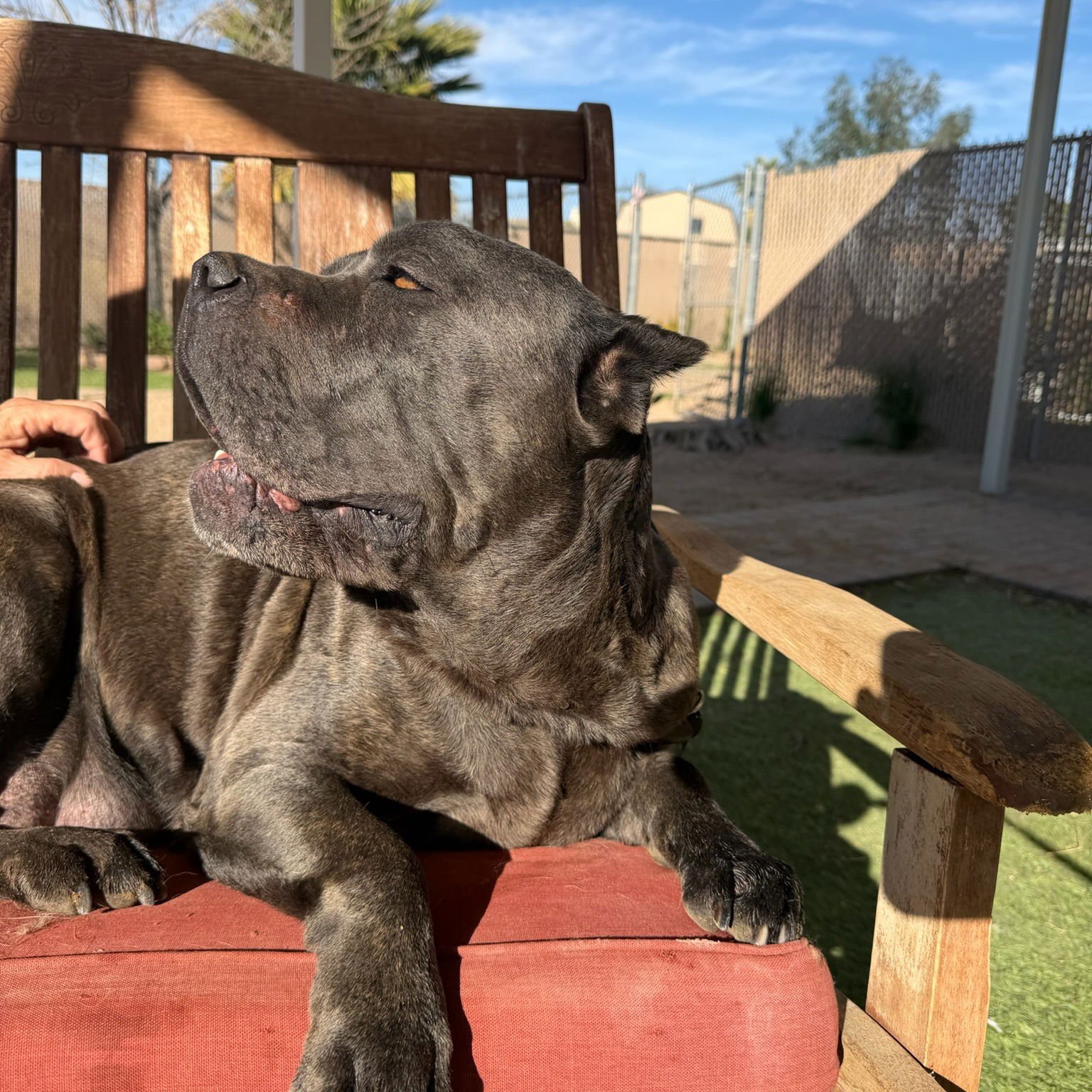 GLORIA - Cane Corso Mastiff available for adoption