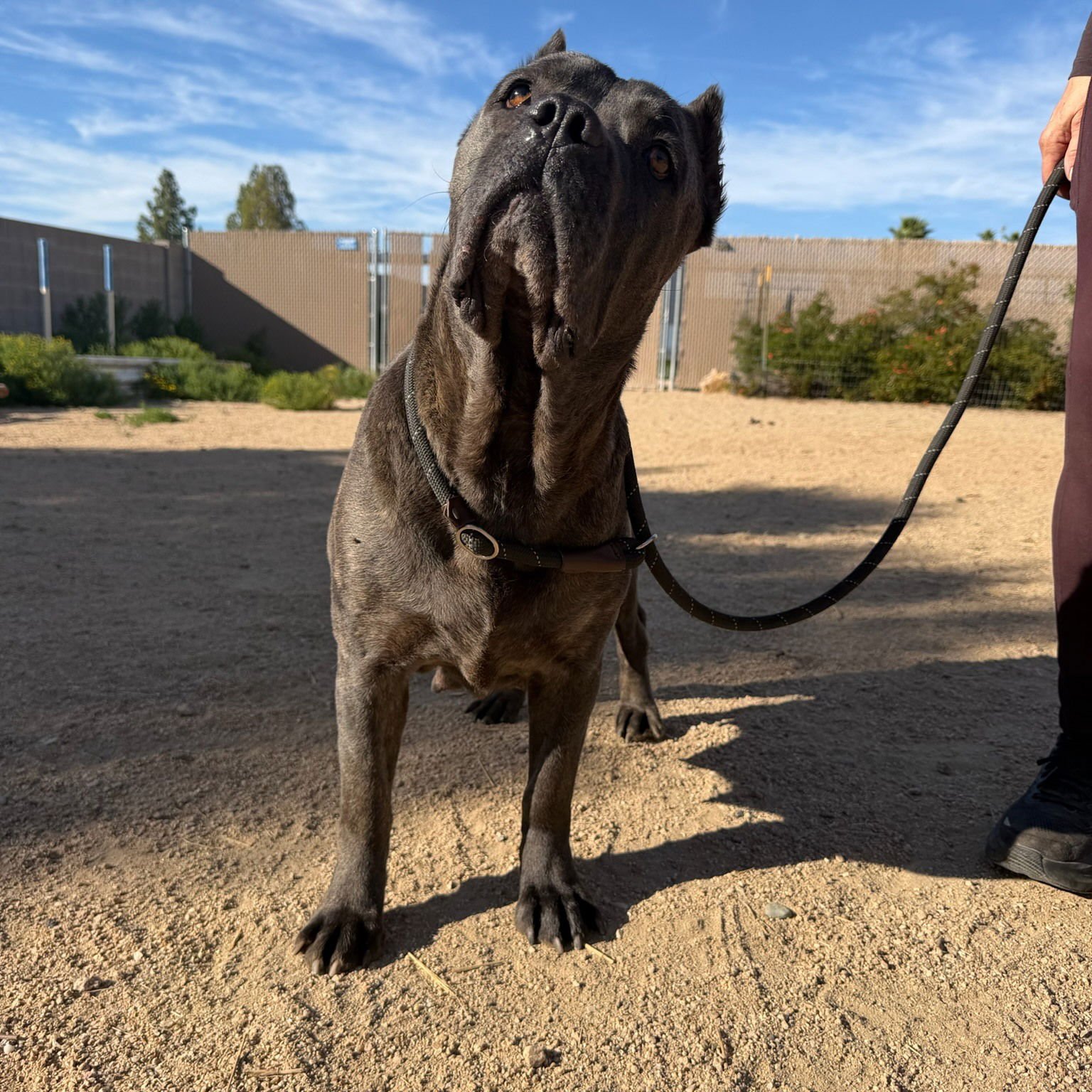 GLORIA - Cane Corso Mastiff available for adoption