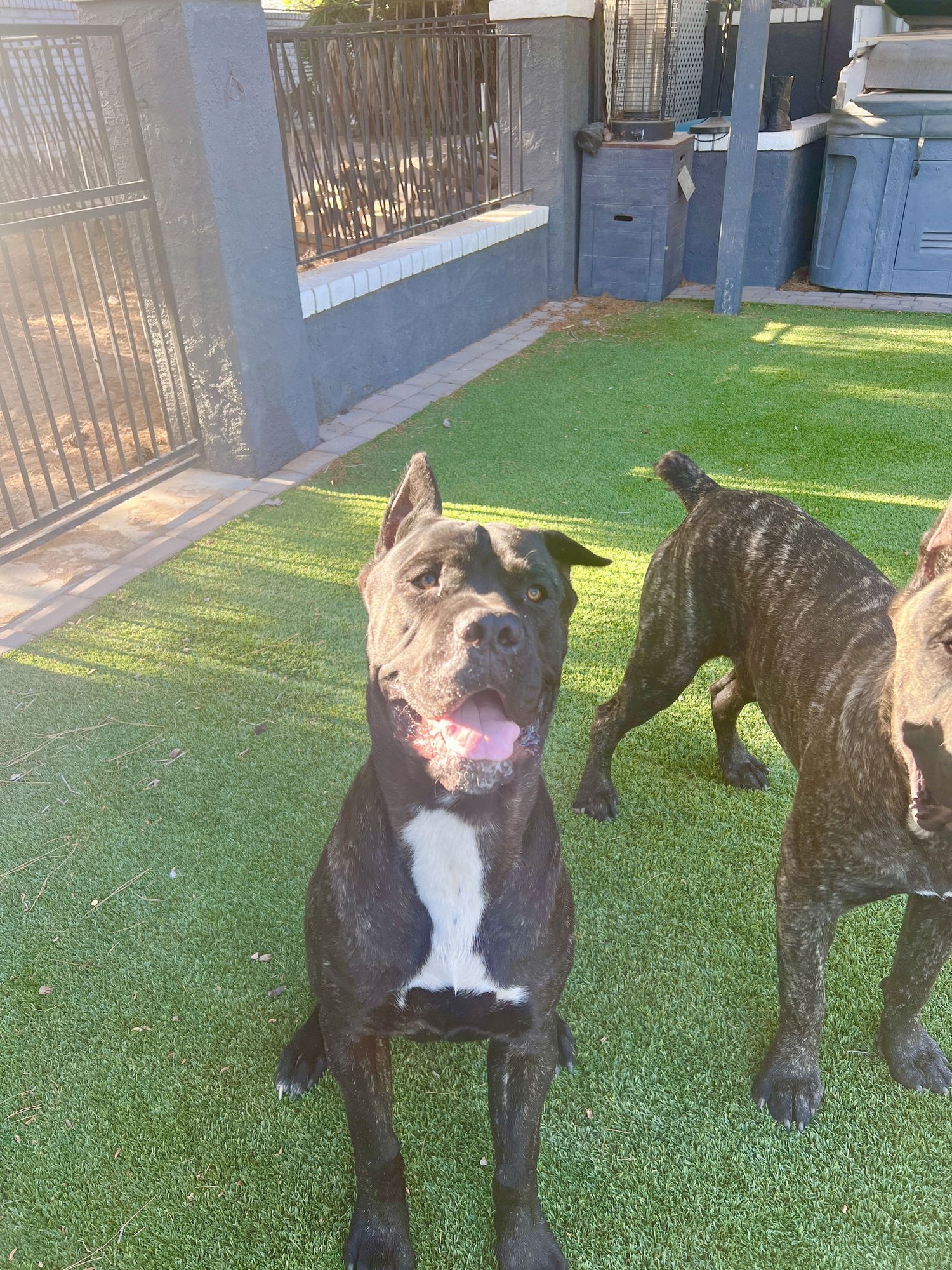 SHADOW - Cane Corso Mastiff available for adoption