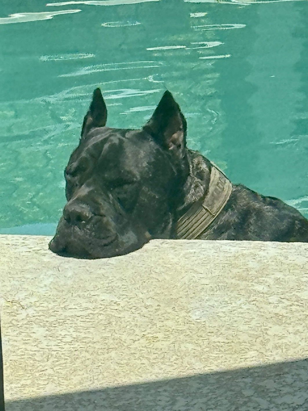 SHADOW - Cane Corso Mastiff available for adoption