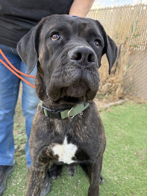 TEDDY - Cane Corso Mastiff available for adoption