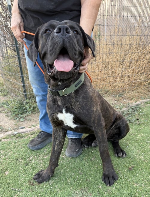 TEDDY - Cane Corso Mastiff available for adoption