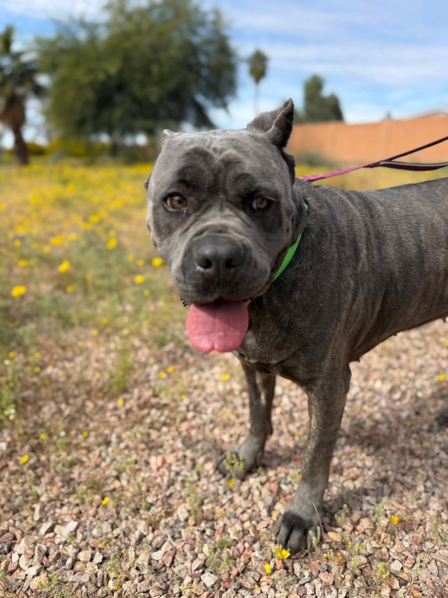 RUMI - ADOPTION PENDING - Cane Corso Mastiff available for adoption