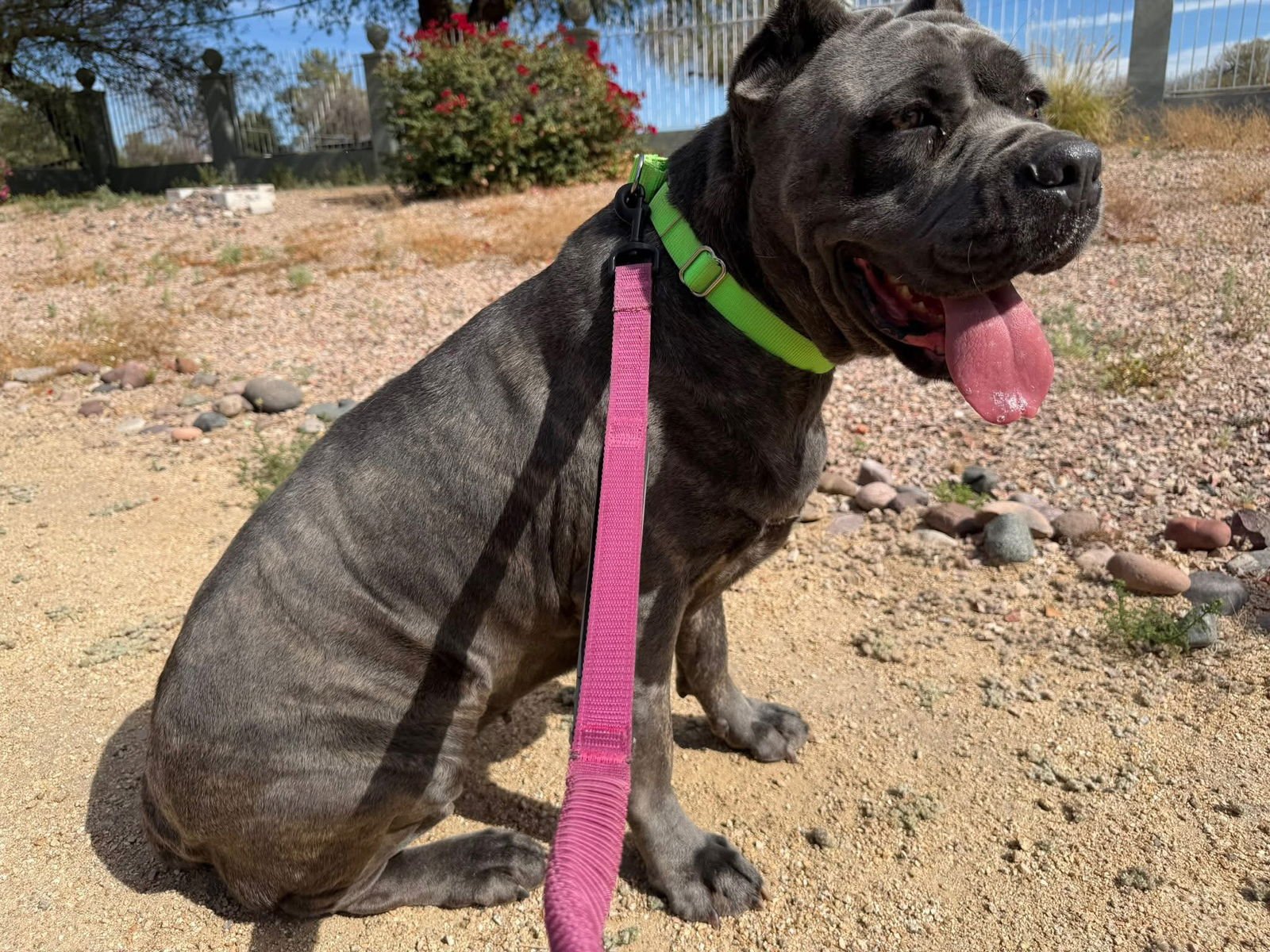 Rumi - Adoption pending - Photo 3