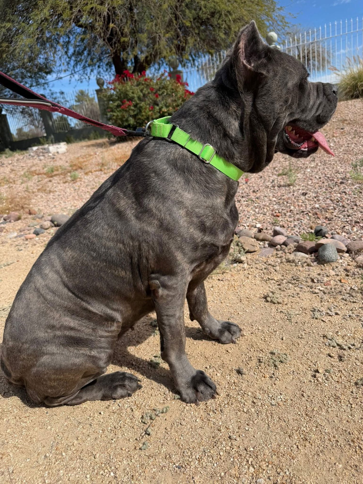 Rumi - Adoption pending - Photo 4