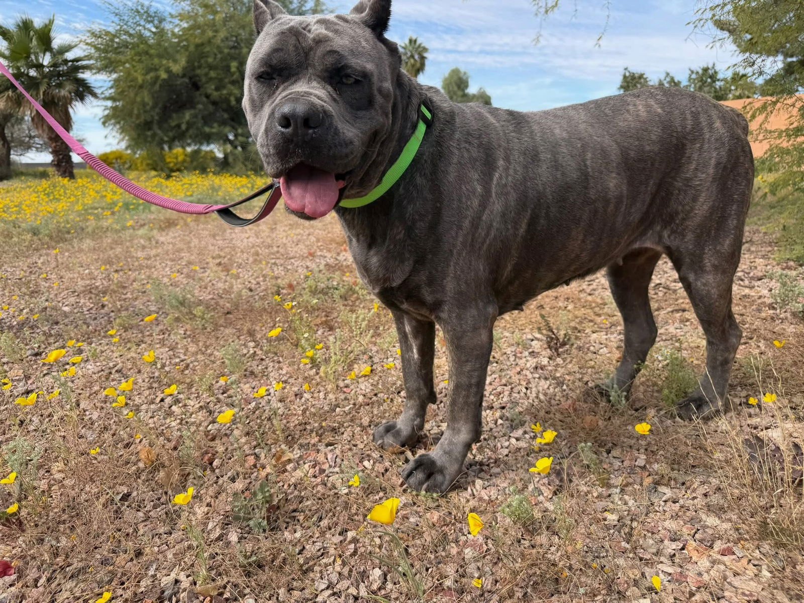 Rumi - Adoption pending - Photo 5