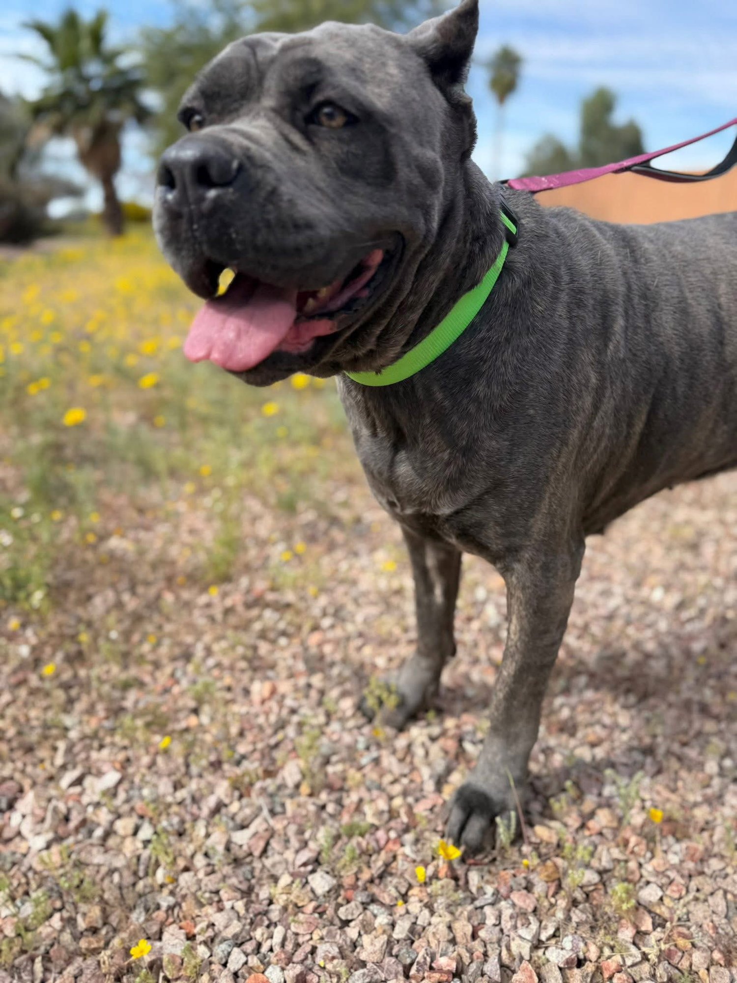 Rumi - Adoption pending - Photo 6