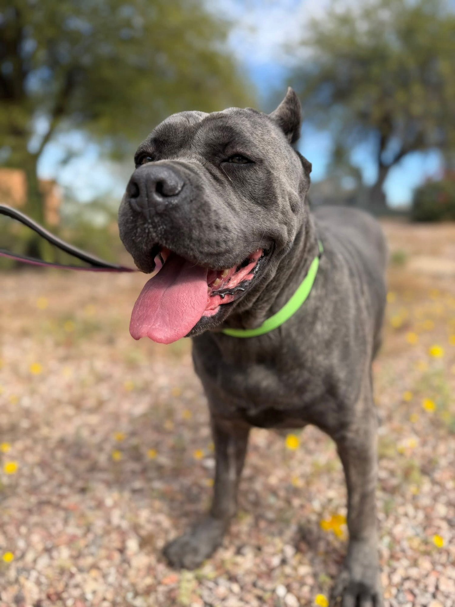 Rumi - Adoption pending - Photo 7