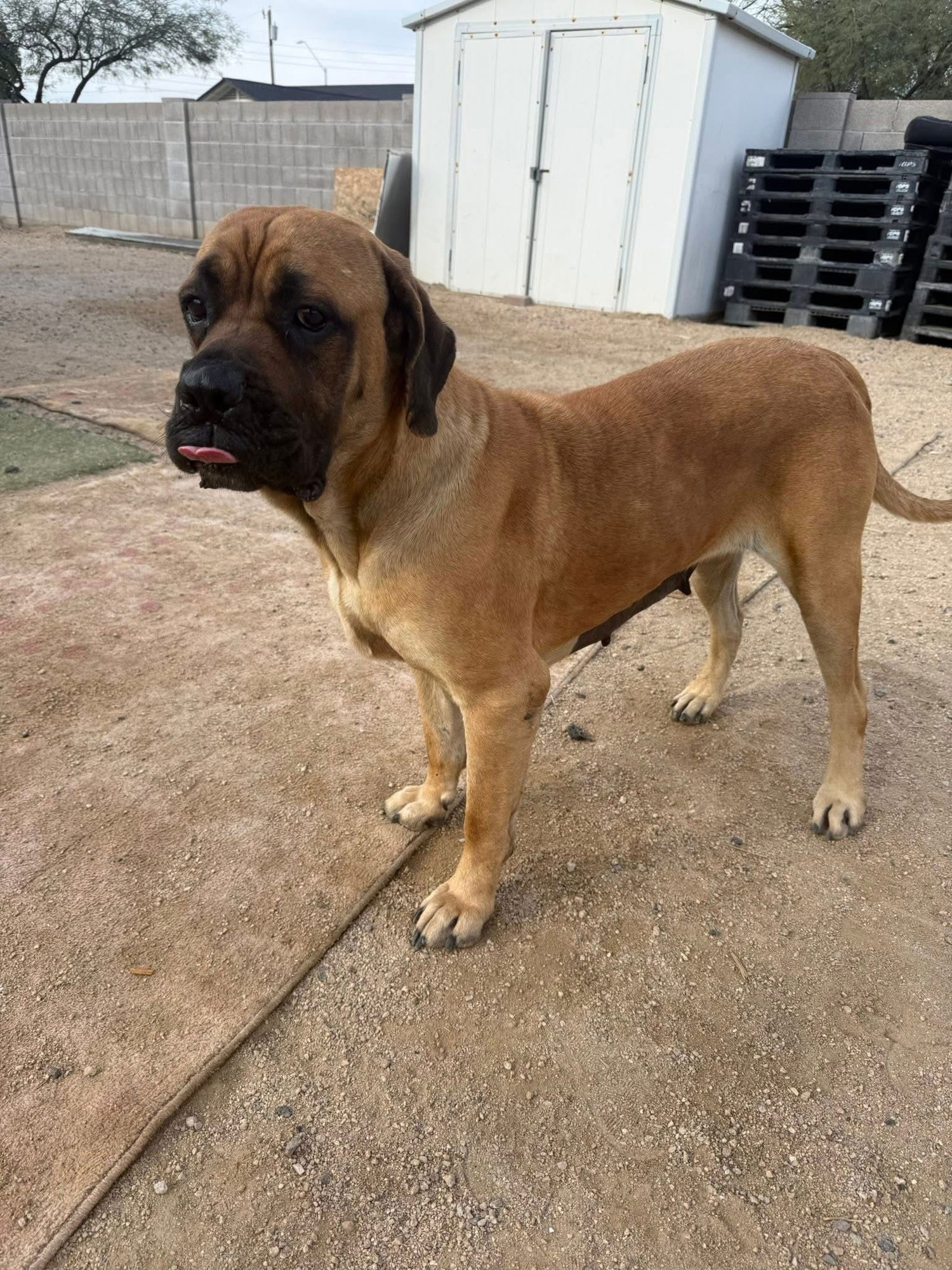 JOYCE - ADOPTED - Mastiff available for adoption