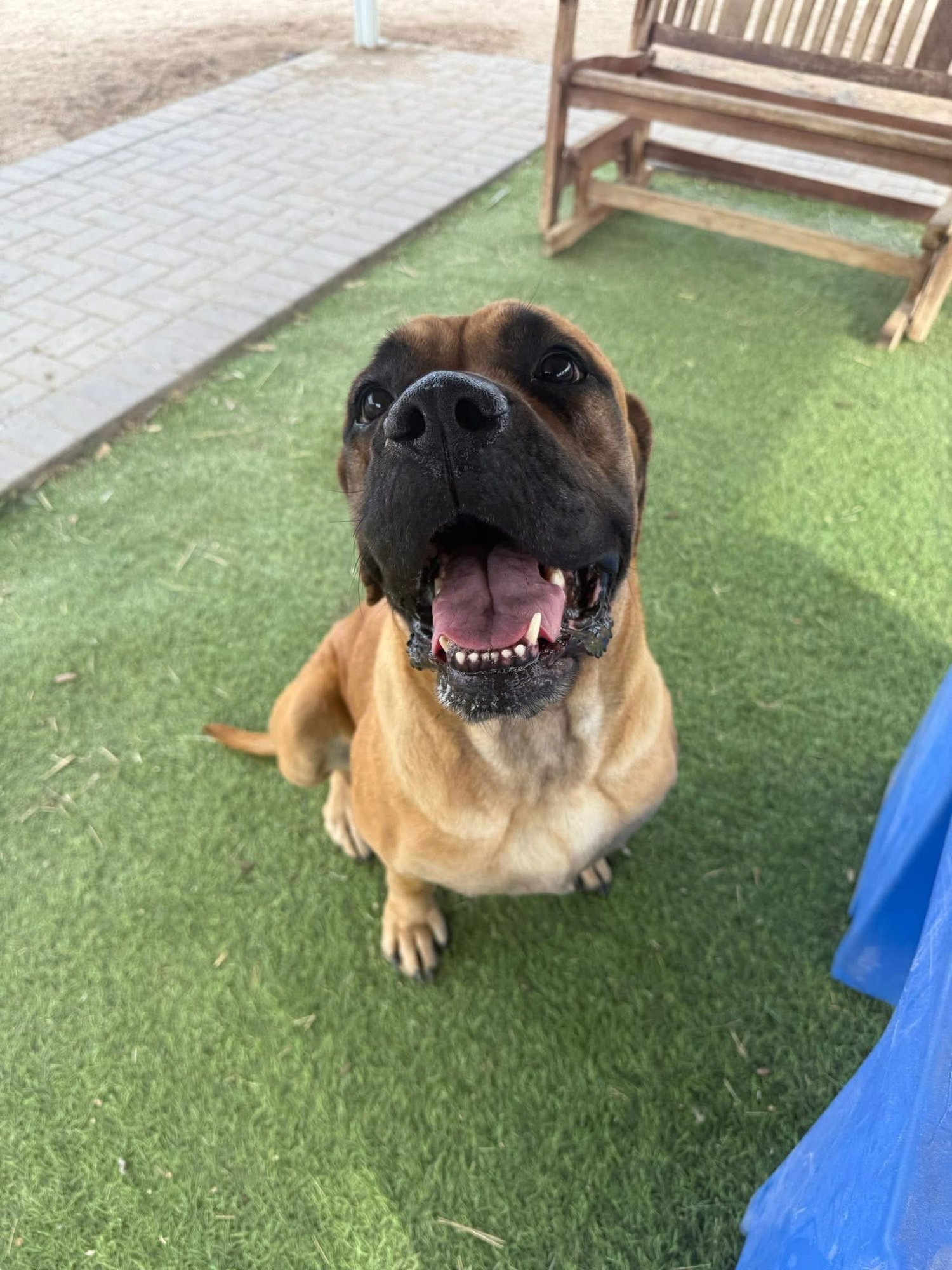 Joyce - adopted - Photo 3