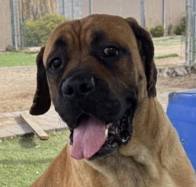 Joyce - adopted - Photo 4