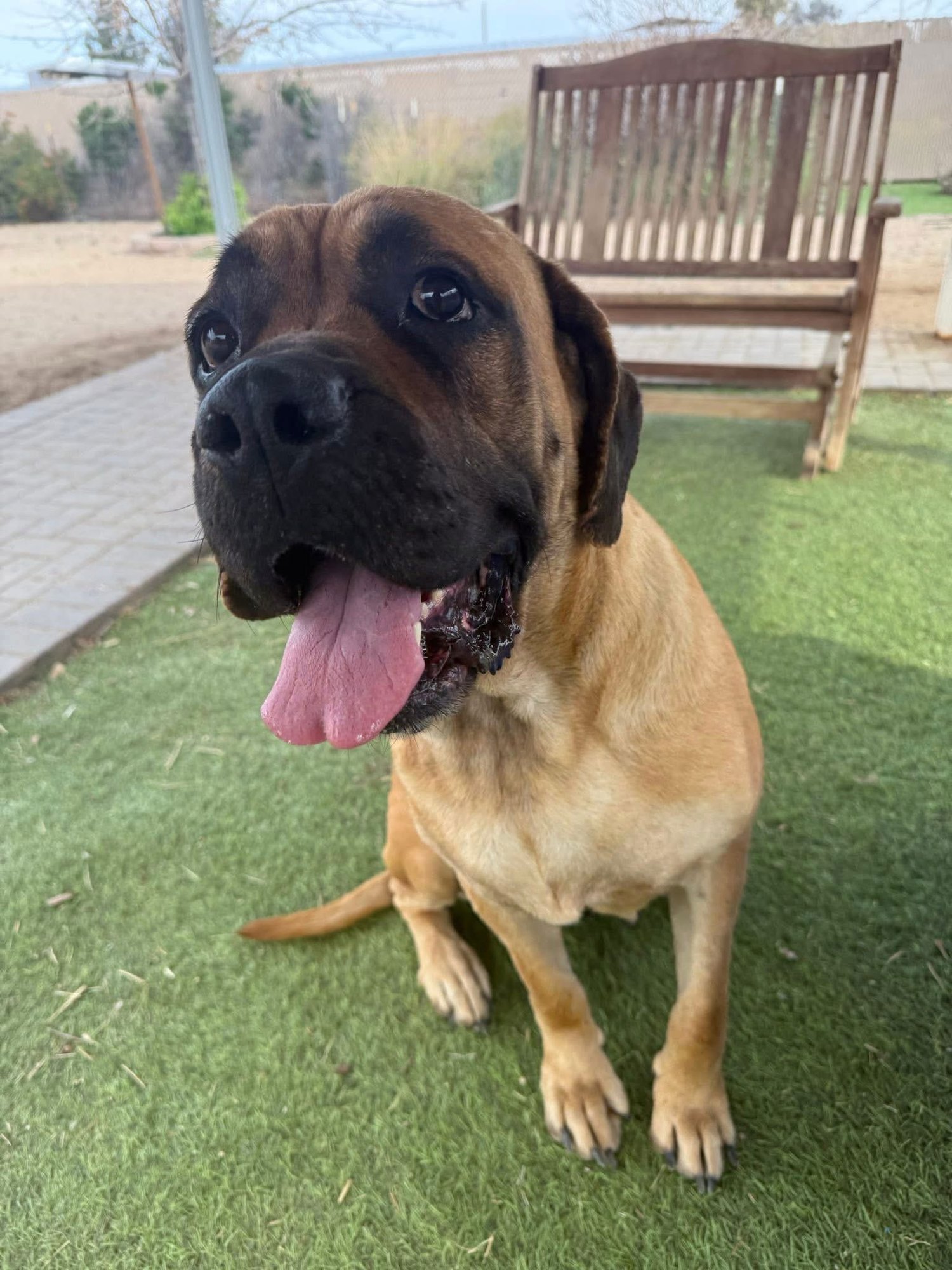 Joyce - adopted - Photo 5