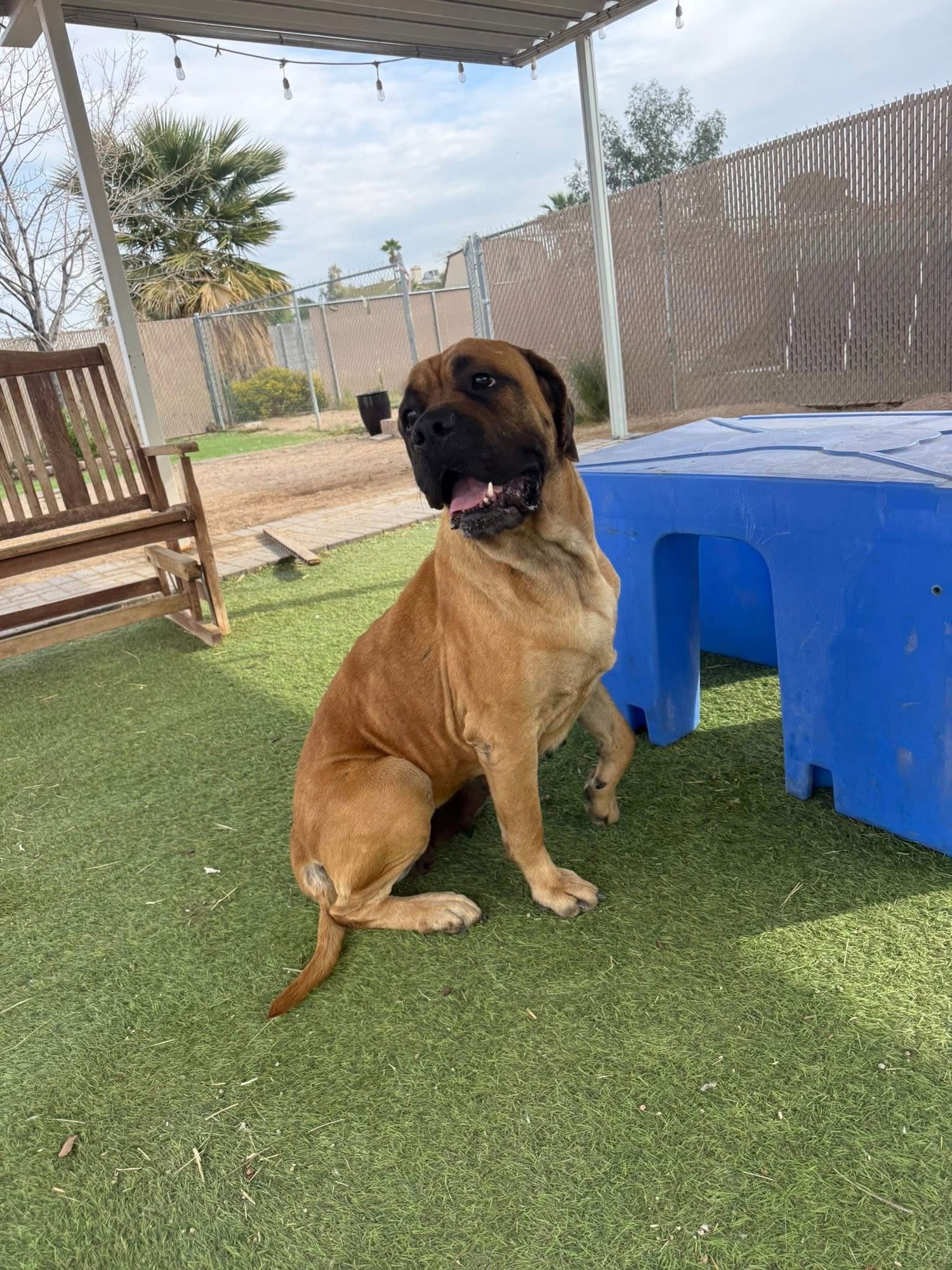 Joyce - adopted - Photo 6