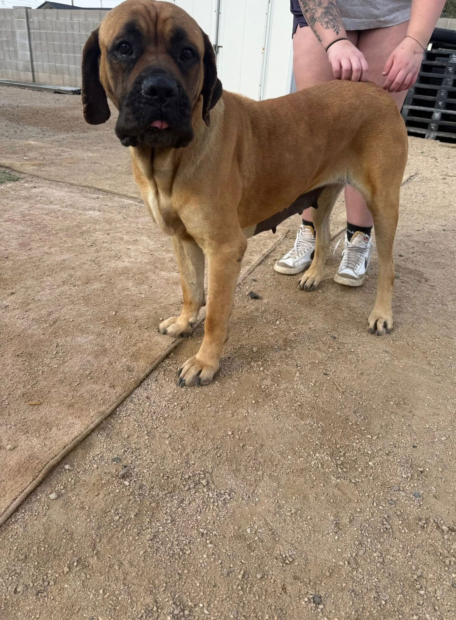 Joyce - adopted - Photo 7