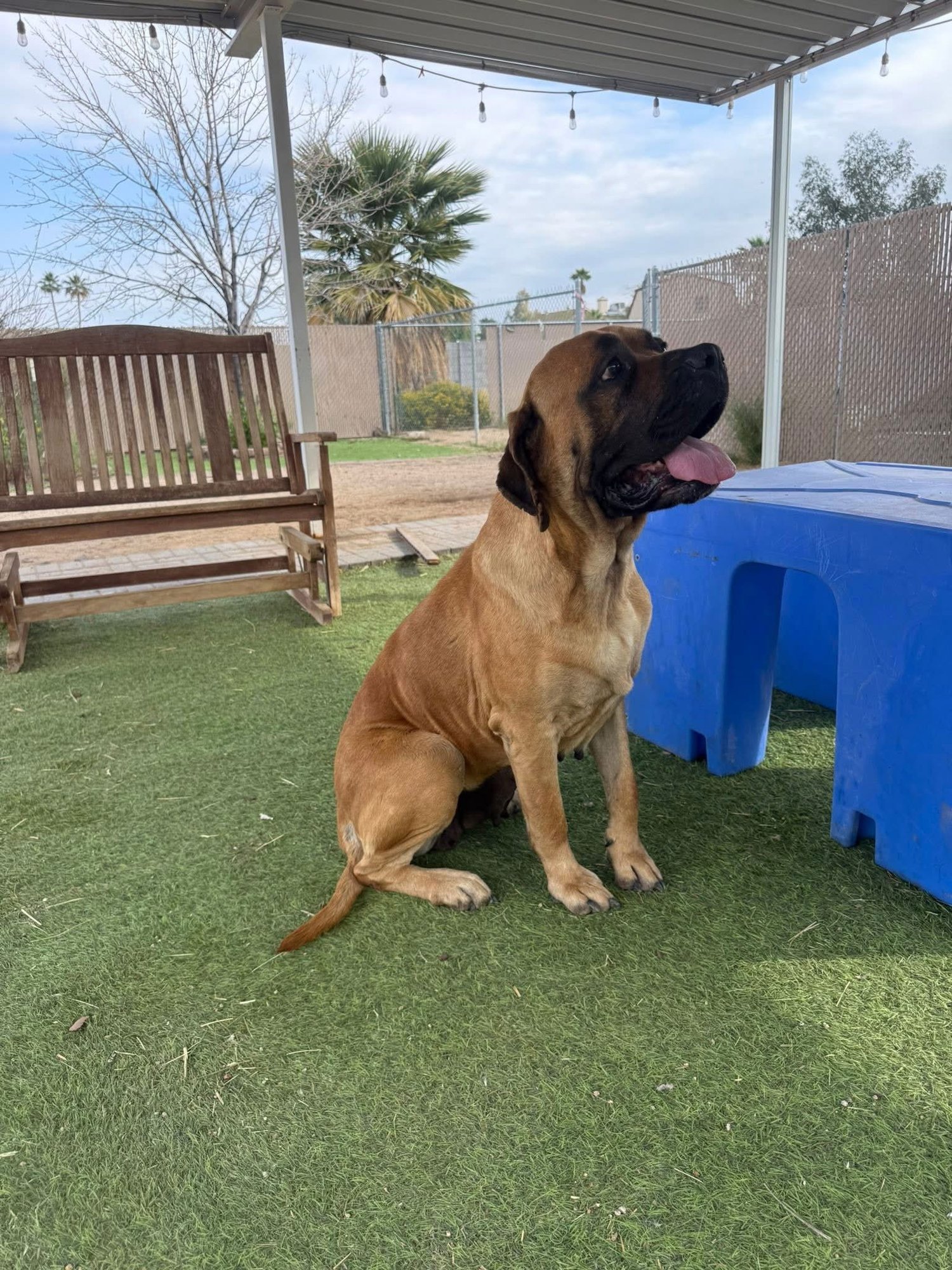 Joyce - adopted - Photo 8