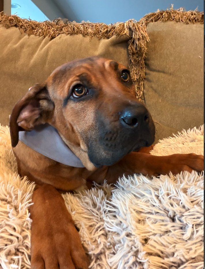 BLOSSOM - Unknown available for adoption