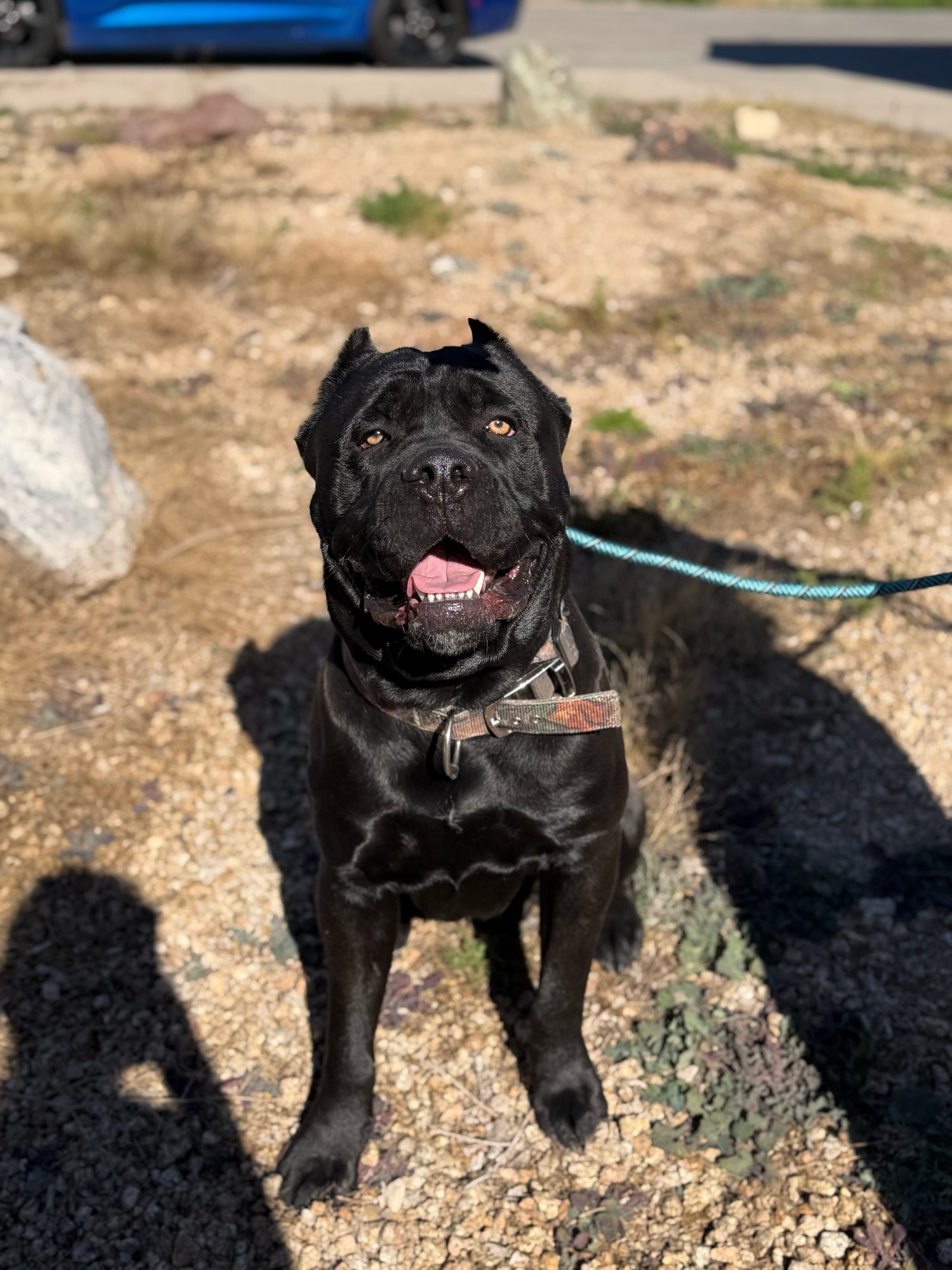 DIESEL - Cane Corso Mastiff available for adoption