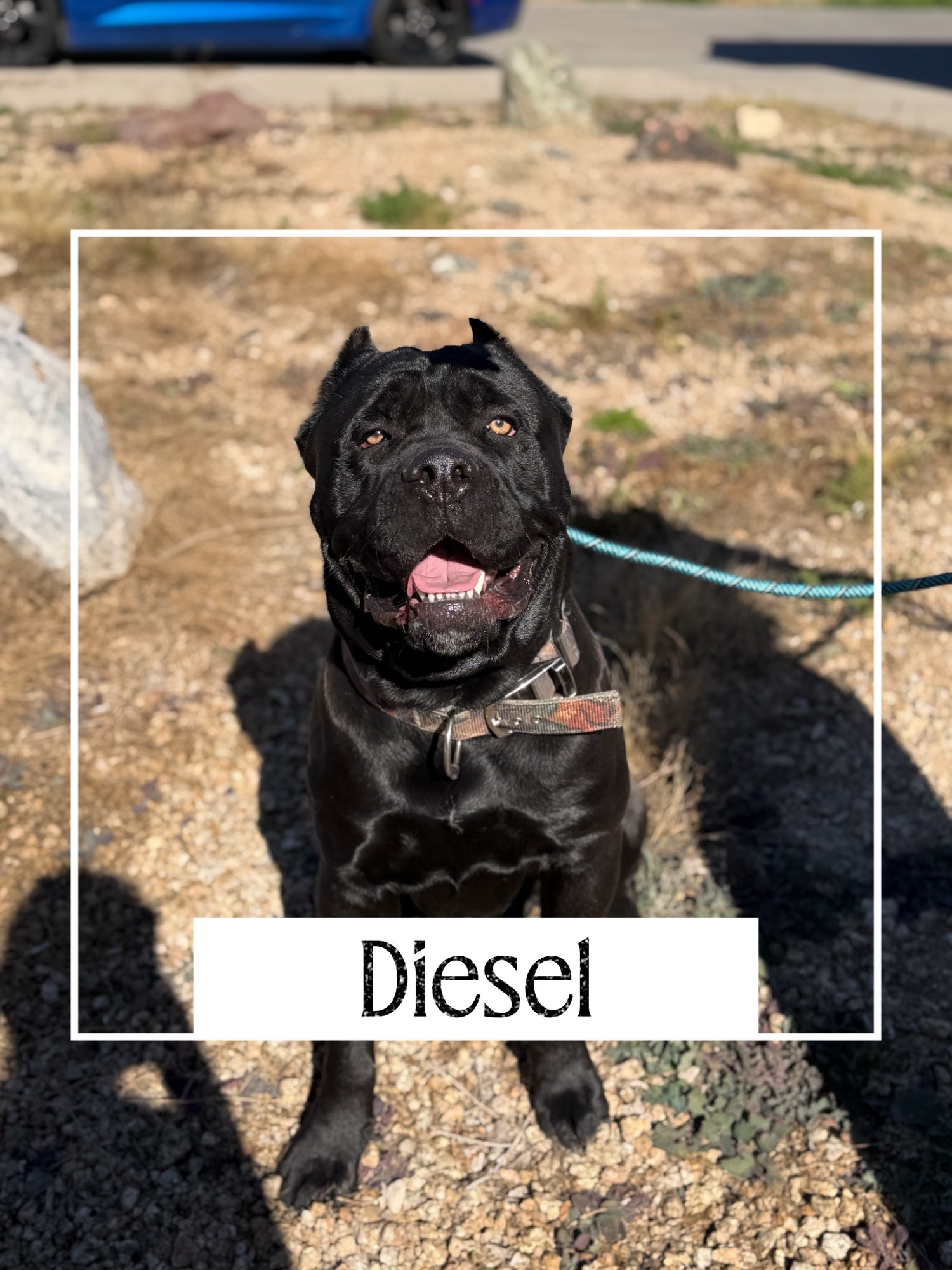 DIESEL - Cane Corso Mastiff available for adoption
