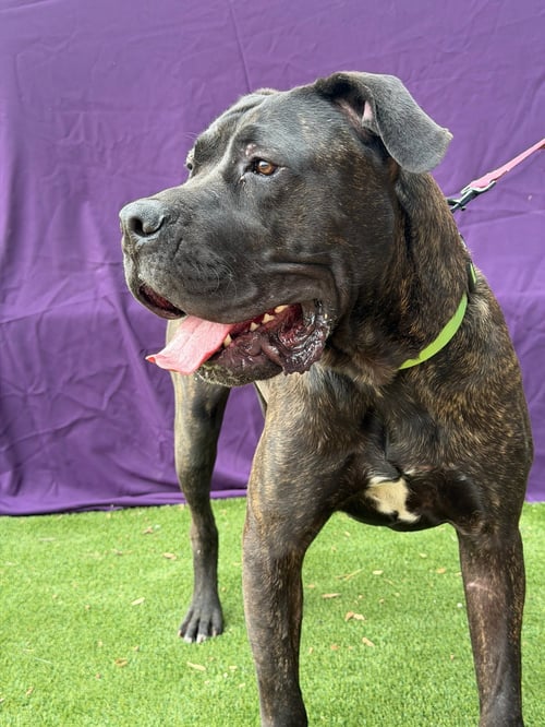 CAPTAIN - Presa Canario available for adoption