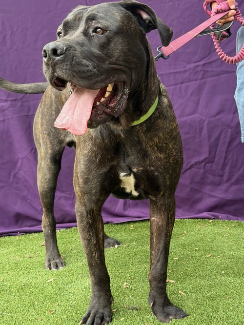 CAPTAIN - Presa Canario available for adoption