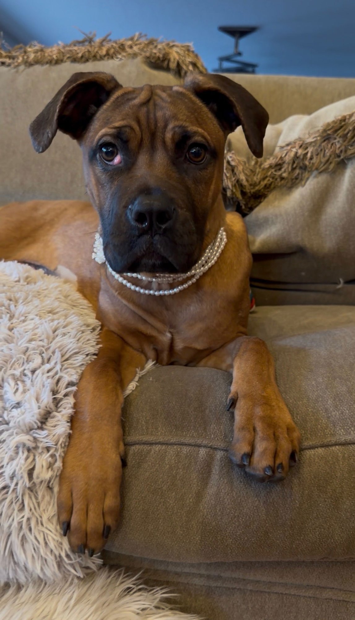 BUTTERCUP - Unknown available for adoption