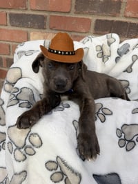 Aladdin puppy - Photo 1