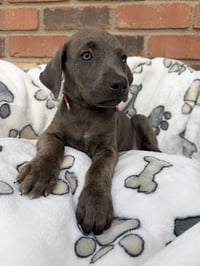 Aladdin puppy - Photo 2