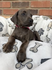 Aladdin puppy - Photo 3