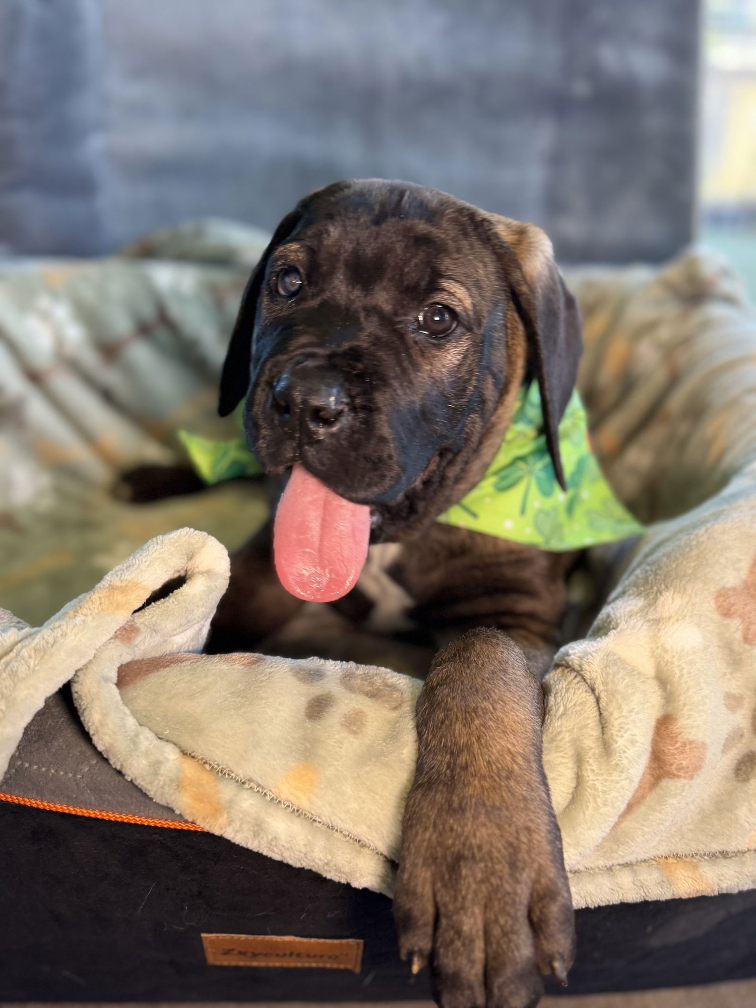 HUEY - ADOPTED - Cane Corso Mastiff available for adoption