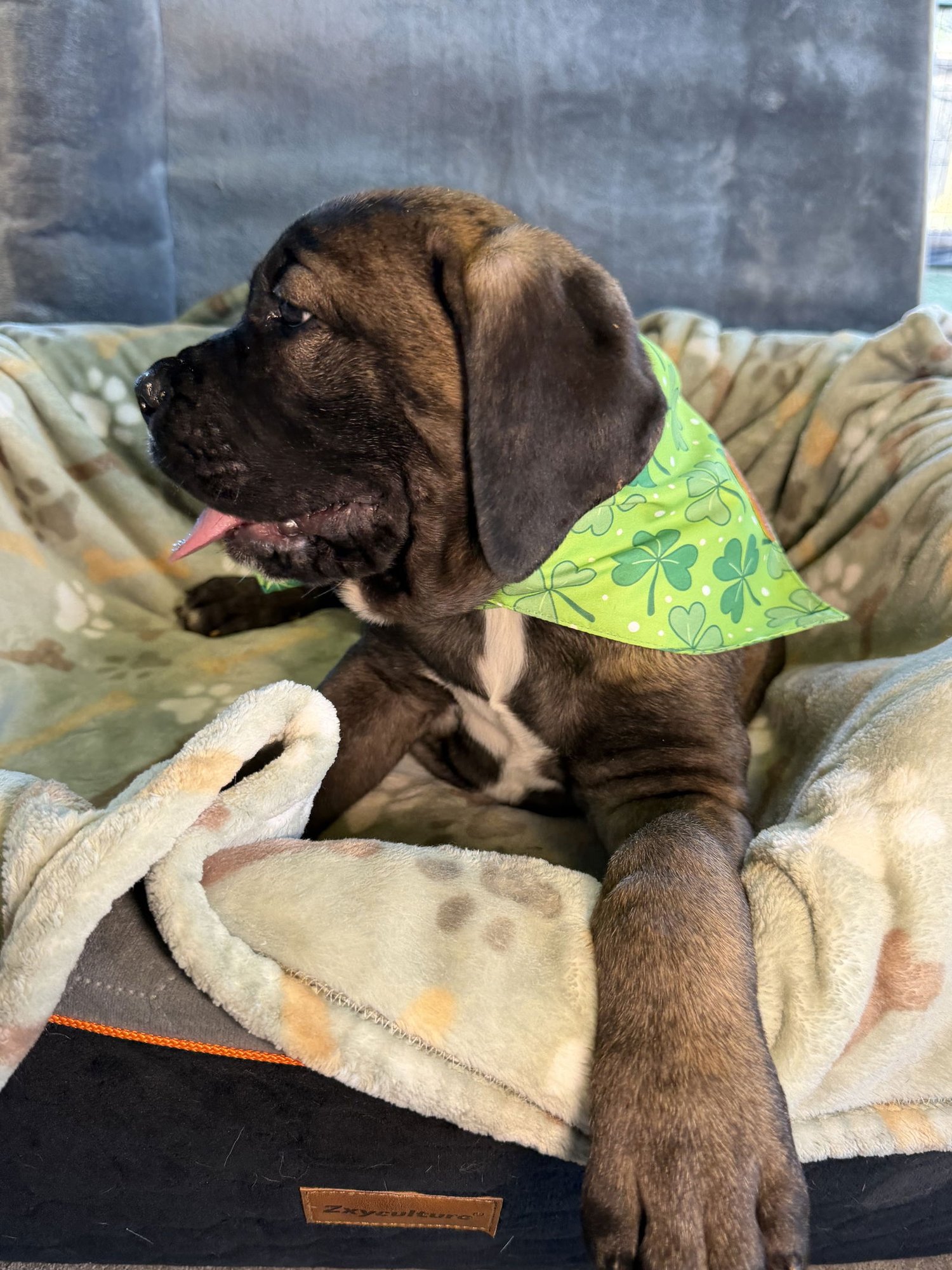 HUEY - ADOPTED - Cane Corso Mastiff available for adoption