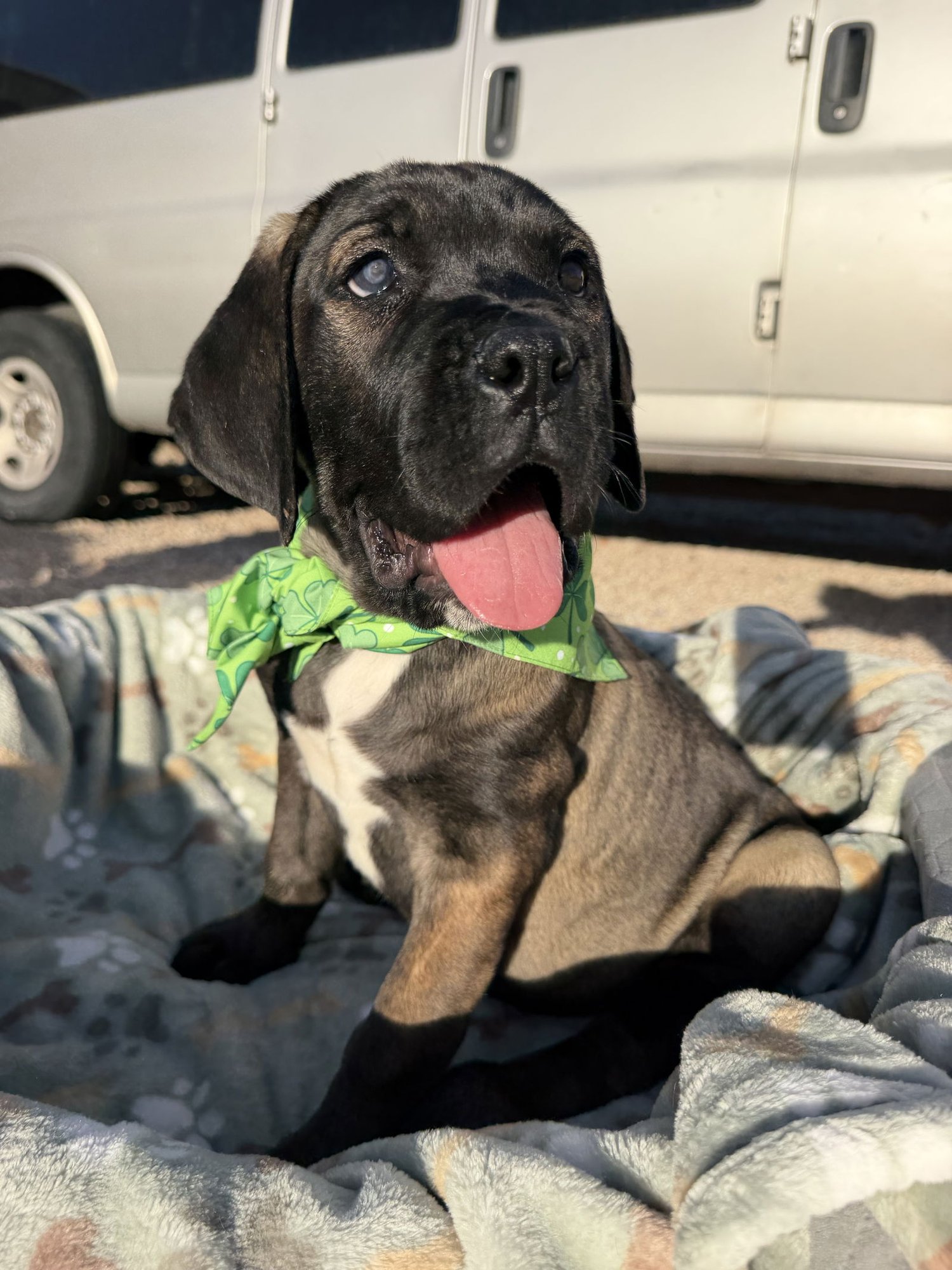 Huey - adopted - Photo 4