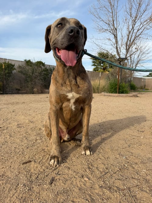 TOBY - Mastiff available for adoption
