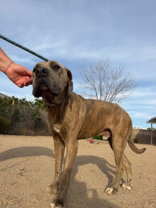 TOBY - Mastiff available for adoption
