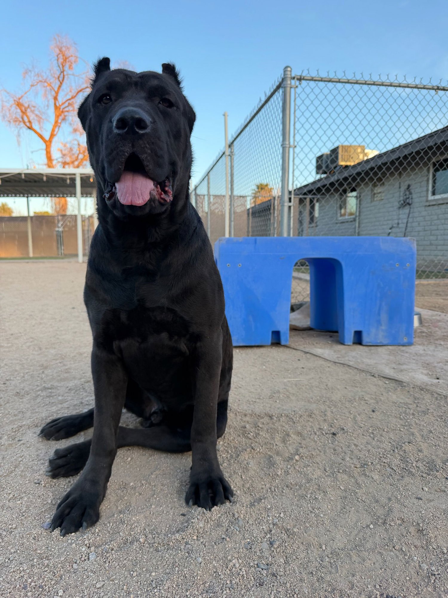 KAINE - Cane Corso Mastiff available for adoption