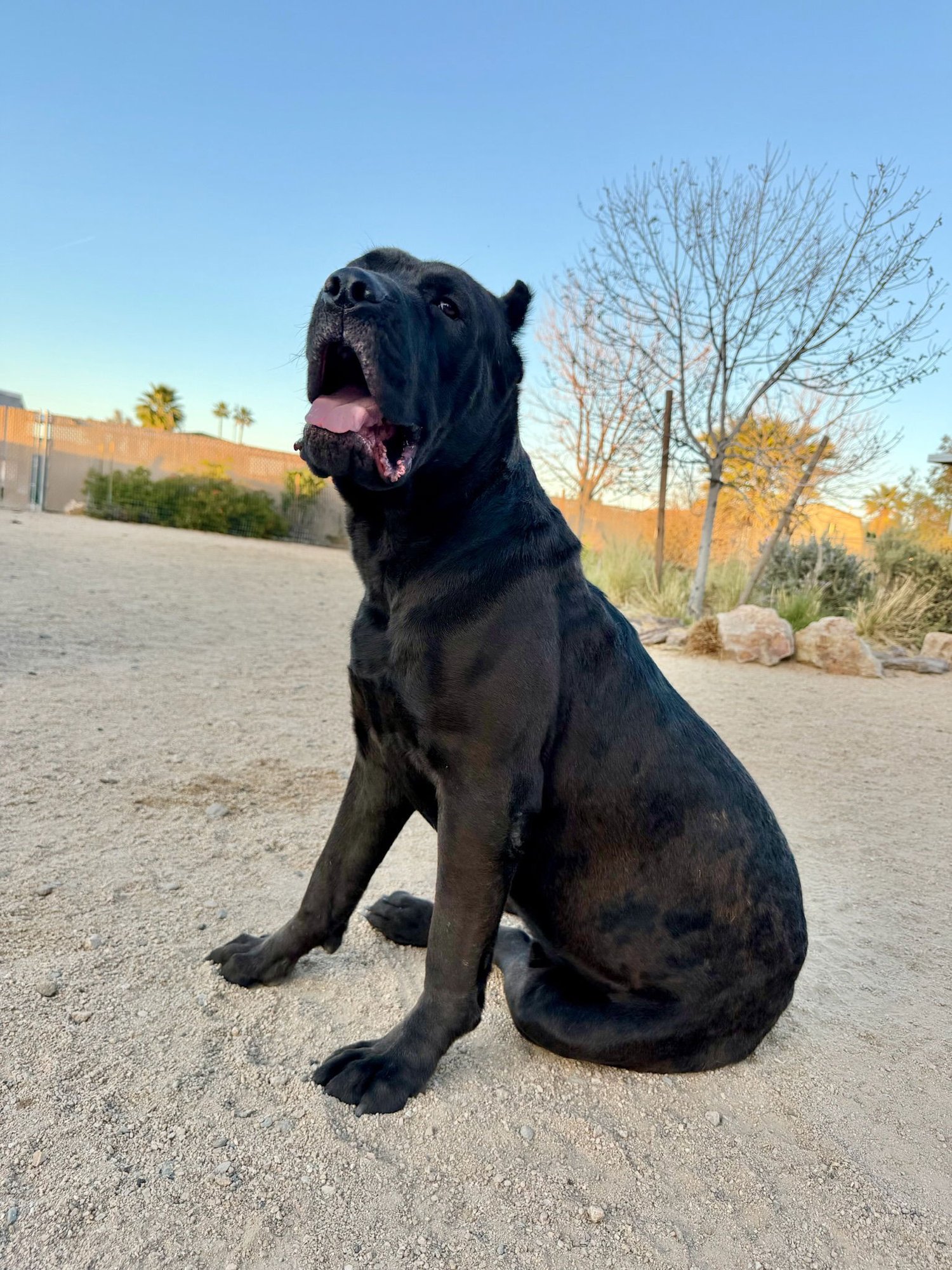 KAINE - Cane Corso Mastiff available for adoption