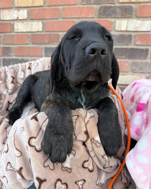 BRUCE BOGTROTTER - ADOPTED - Cane Corso Mastiff available for adoption