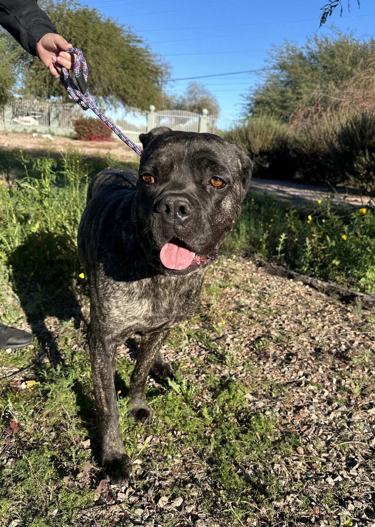 BELINDA - Cane Corso Mastiff available for adoption
