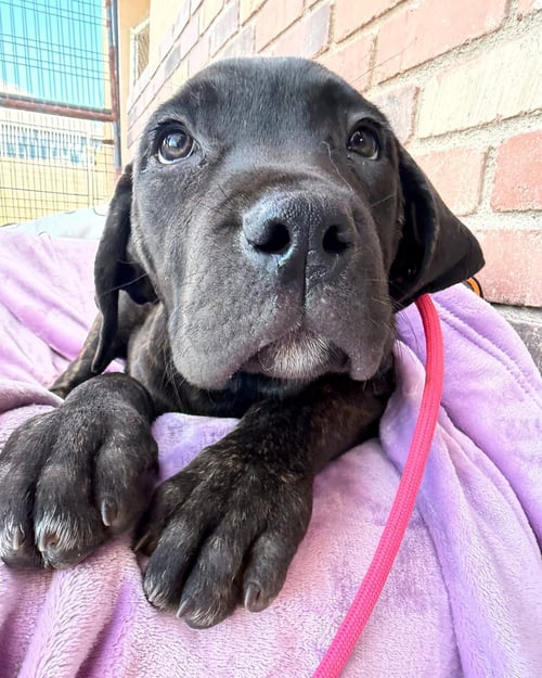 BELDAR - Cane Corso Mastiff available for adoption